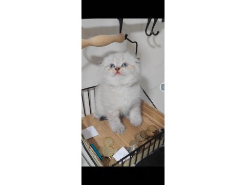 Scottish fold kedisi