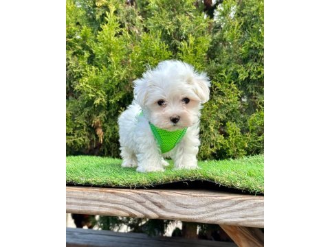 Kar beyazı maltese terrier yavruları