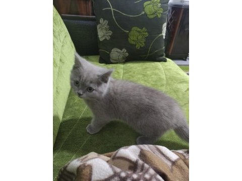 British shorthair 1 şubat doğumlu