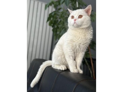 2.5 yaşında erkek bembeyaz british shorthair pamuk kayseri