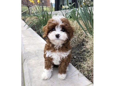 Irk ve sağlık garantili maltipoo yavrular mağazadan