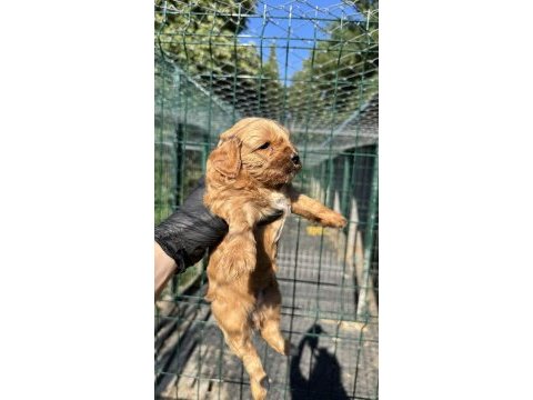 Köpeğimiz hakkında detaylı bilgi için arayın