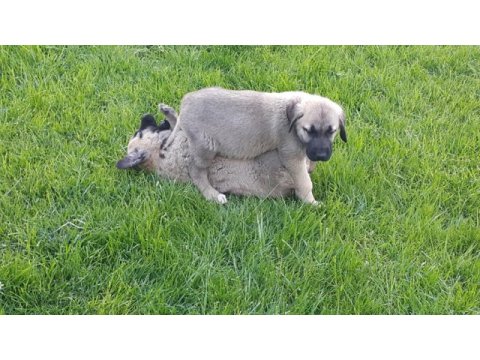 Köpeğimizi gel gör al