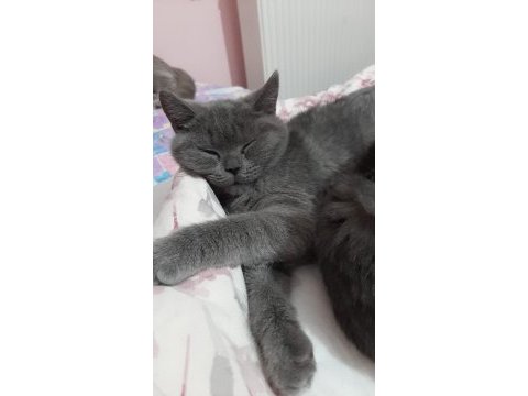 British shorthair cinsi yavru kediler