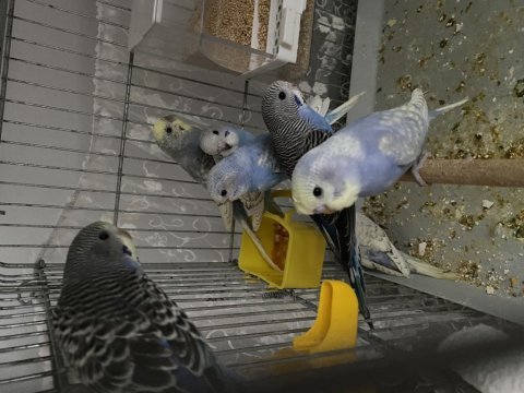 35 günlük bebek muhabbet kuşları