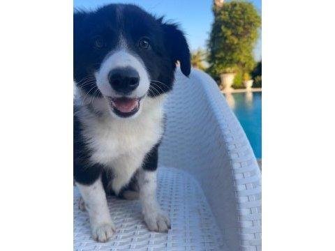 Zeka küpü border collie yavruları