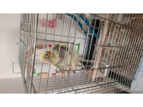 Ele gelen sultan papağanı 1,5 yaşında