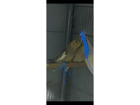 Sultan papağanı dişi yada erkek yada yavru