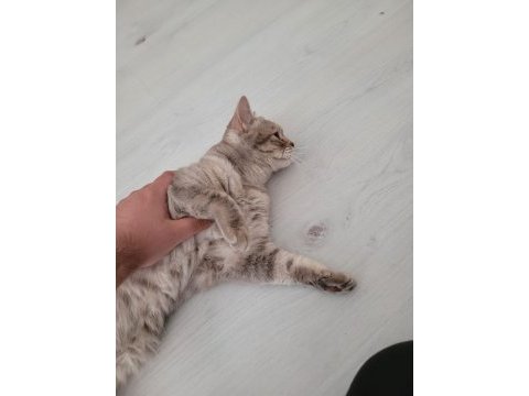 Kedimize yeni yuva arıyoruz