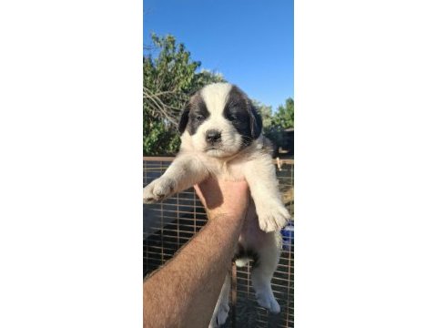 Safkan st bernard bethowan yavruları
