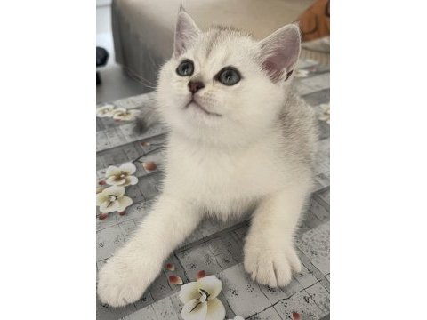 British shorthair silver ns11