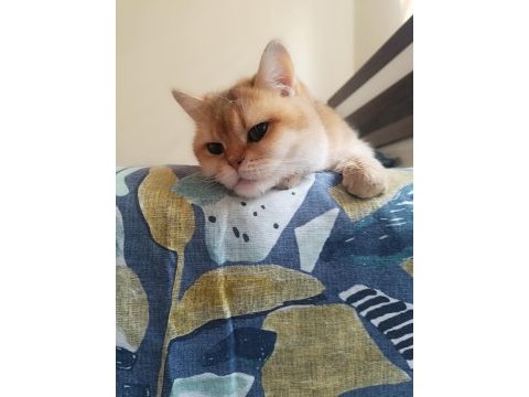 Damızlık şecereli golden british shorthair dişi