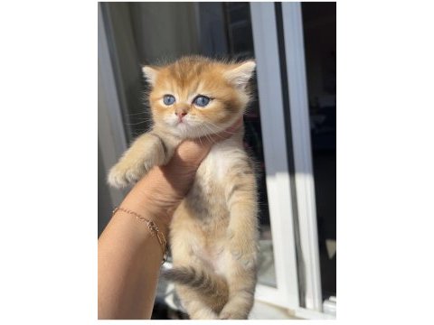 Golden erkek bebek kedim teslime hazır
