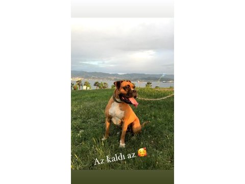 Boxer yavru