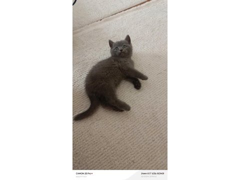 Erkek british shorthair