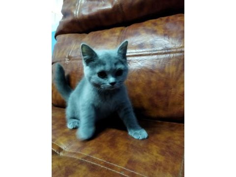 Muhteşem güzellikte british shorthair yavrularımız