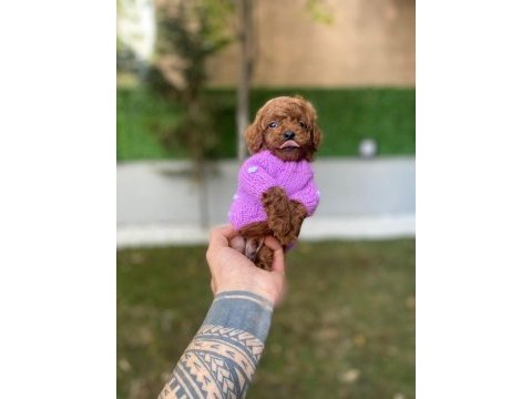 Safkan orjinal kore kurabiye poodle
