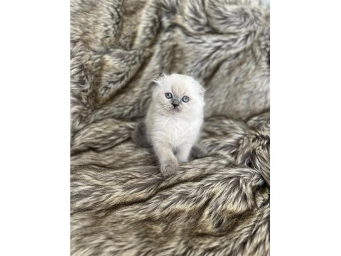 Rengarenk scottish fold bebekler