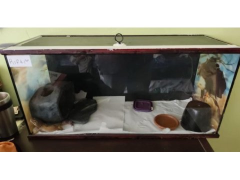 Erkek pet gecko