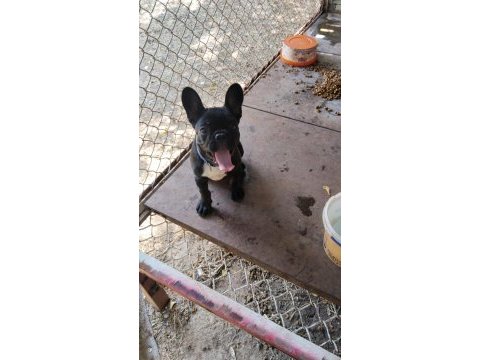 Yer sıkıntısı için köpeğimiz uyguna verilecektir