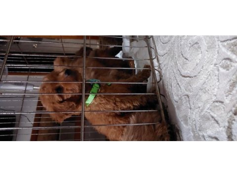 6 erkek ve 2 dişi poodle