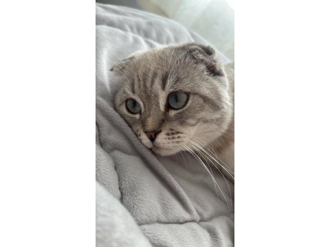 Scottish fold oğlum paşayı sahiplendiriyorum