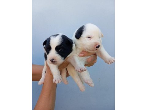 Irk ve sağlık garantili border collie bebeklerimiz