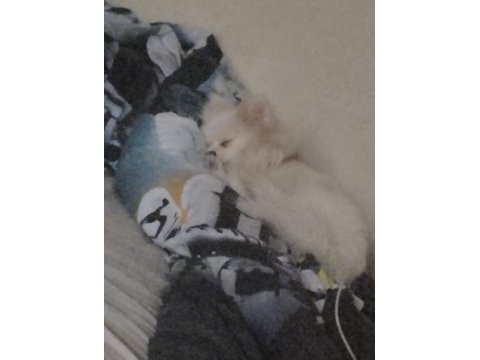 Orjinal sağlıklı ırk pomeranian boo