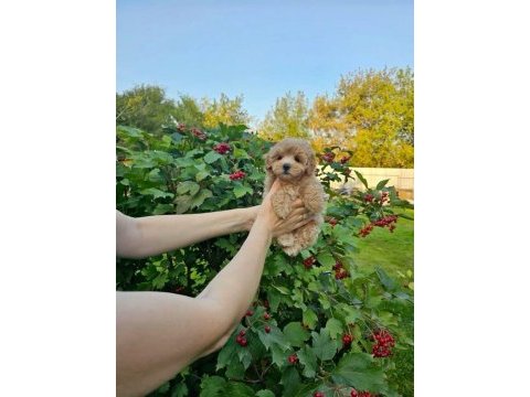 Pafuduk pafuduk maltipoo bebişler