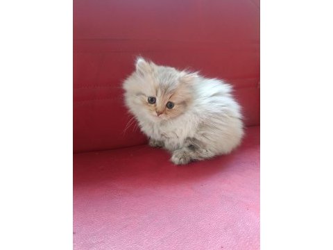 Ücretsiz orjinal british longhair yavru dişi