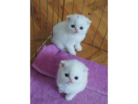 Scottish fold 2 aylık yavrular verilmeye hazır