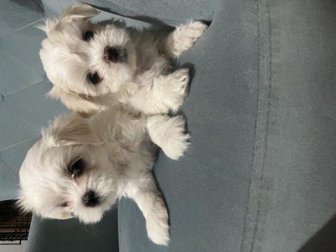 Bal küpü maltese terrier yavru