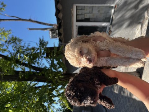 Lagotto romagnolo yavrularım