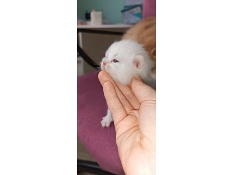 British longhair shorthair yavrular