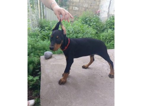 Sağlam doberman yavrular