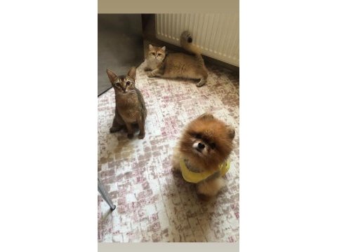 Habeş kedisi kızımızı sahiplendiriyoruz