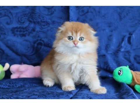 Kalite scottish fold arayanlara