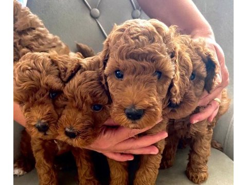 Red brown 2 adet poodle safkan