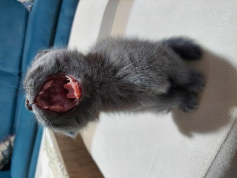 Enerjik kedi scottish fold