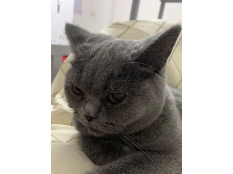 Ücretsiz sahiplendirme 1 yaşında british shorthair