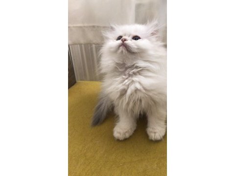 British longhair dişi yavru