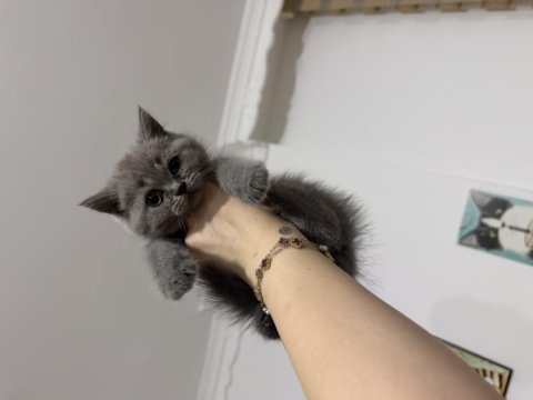 Badem gözlü british shorthair yeni yuvasını arıyor