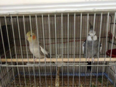 2 çift sultan papağanı