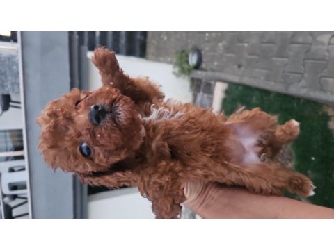 Ankara dan muhteşem poodle bebekler sizi bekler
