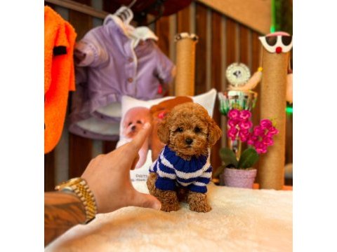 Gen harikası toy poodle yavrumuz carlos