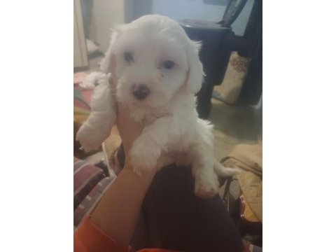 Sevimli maltese bebekler