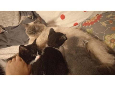 Anne british shorthair yavrulari