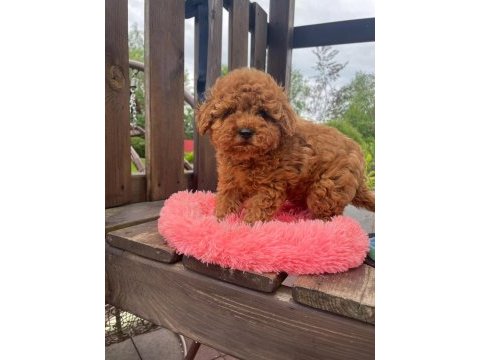 Irk garantili toy poodle yavruları