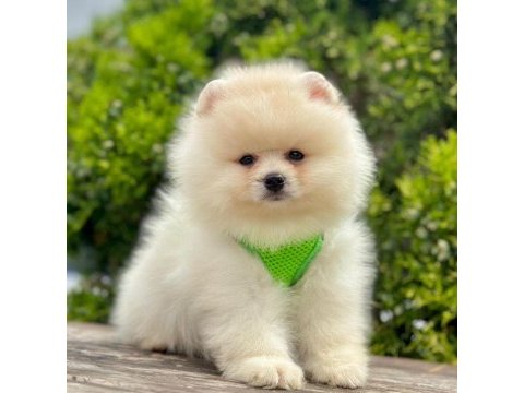 Sevimli pomeranian boo yavrularımız