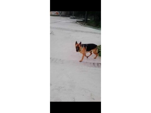 Safkan alman çoban köpeği 10 aylık